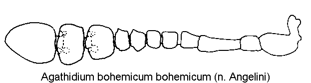agathidium_bohemicum_f.gif