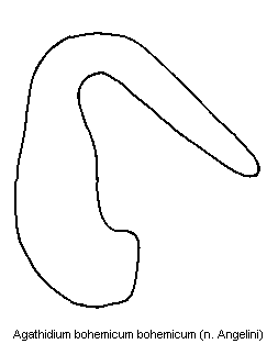 agathidium_bohemicum_sperm.gif