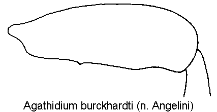 agathidium_burckhardti_hschl.gif