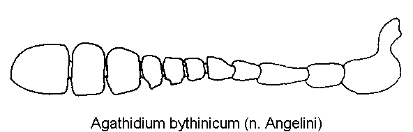 agathidium_bythinicum_f.gif