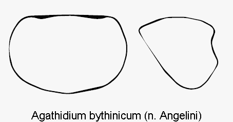 agathidium_bythinicum_hsch.gif