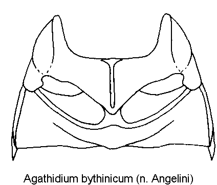agathidium_bythinicum_mbr.gif