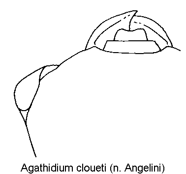 agathidium_cloueti_k.gif