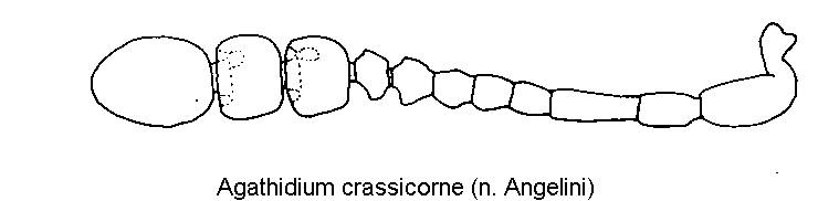 agathidium_crassicorne_f.gif