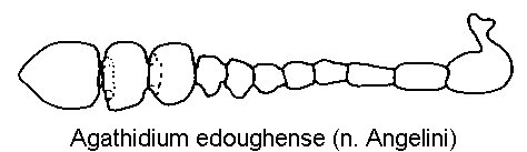 agathidium_edoughense_f.gif