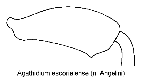 agathidium_escorialense_hschl.gif