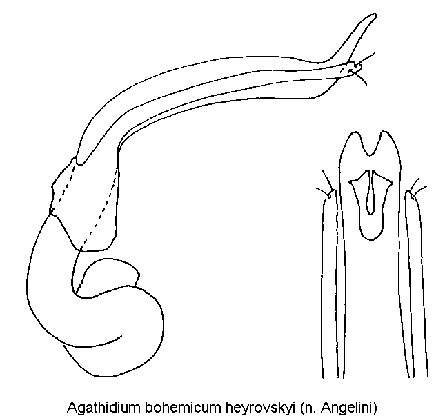agathidium_heyrovskyi.gif