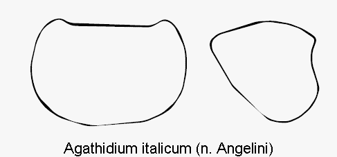 agathidium_italicum_hsch.gif