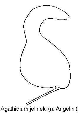 agathidium_jelineki_sperm.gif