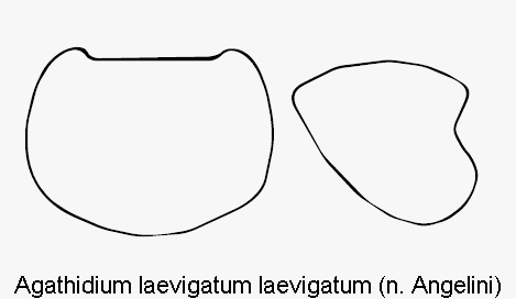 agathidium_laevigatum_hsch.gif