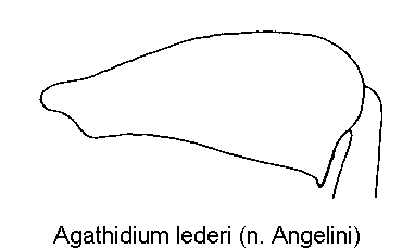 agathidium_lederi_hschl.gif