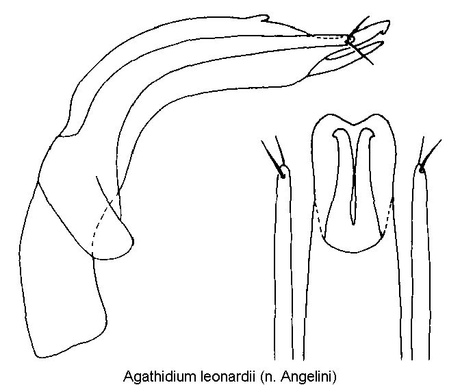 agathidium_leonardii.gif
