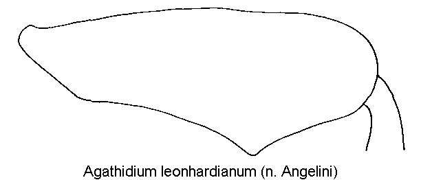 agathidium_leonhardianum_hschl.gif