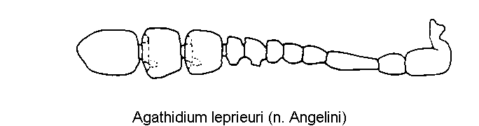agathidium_leprieuri_f1.gif