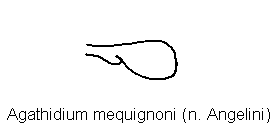 agathidium_mequignoni_hfl.gif
