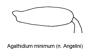agathidium_minimum_hschl.gif