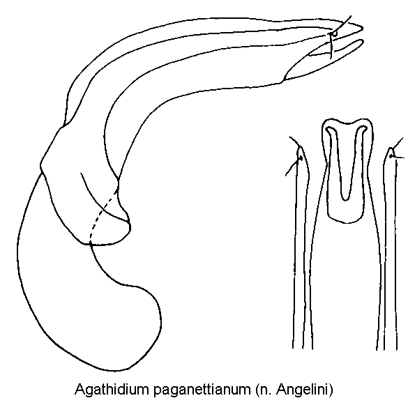agathidium_paganettianum.gif
