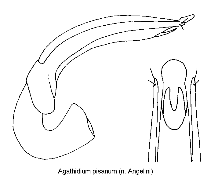 agathidium_pisanum.gif