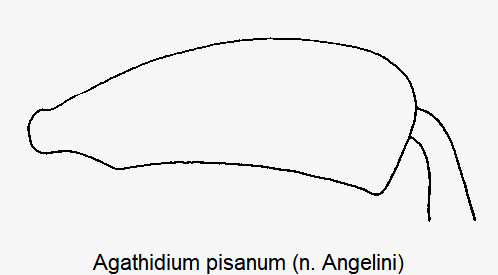 agathidium_pisanum_hschl.gif