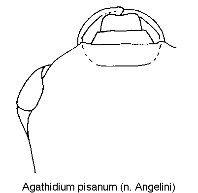 agathidium_pisanum_k.gif