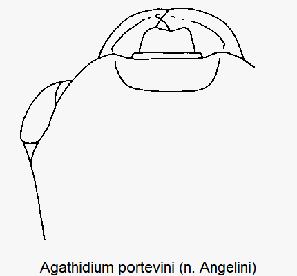 agathidium_portevini_k.gif