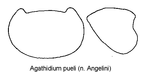 agathidium_pueli_hsch.gif