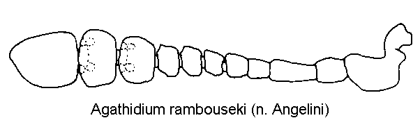 agathidium_rambouseki_f.gif