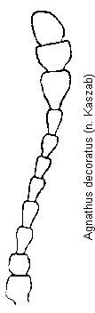 agnathus_decoratus_f.gif