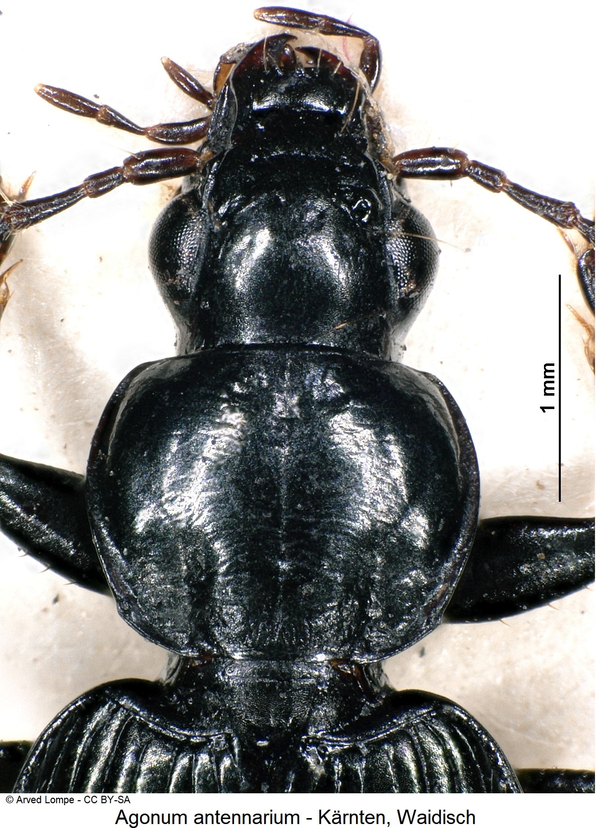 agonum_antennarium_ck1738_vk.jpg