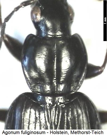 agonum_fuliginosum_vk.jpg