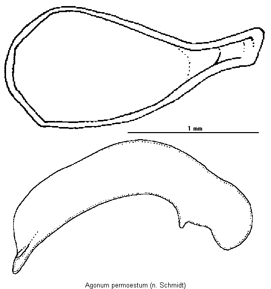 agonum_permoestum.gif