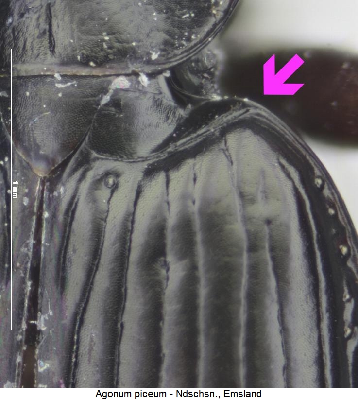 agonum_piceum_hum.jpg