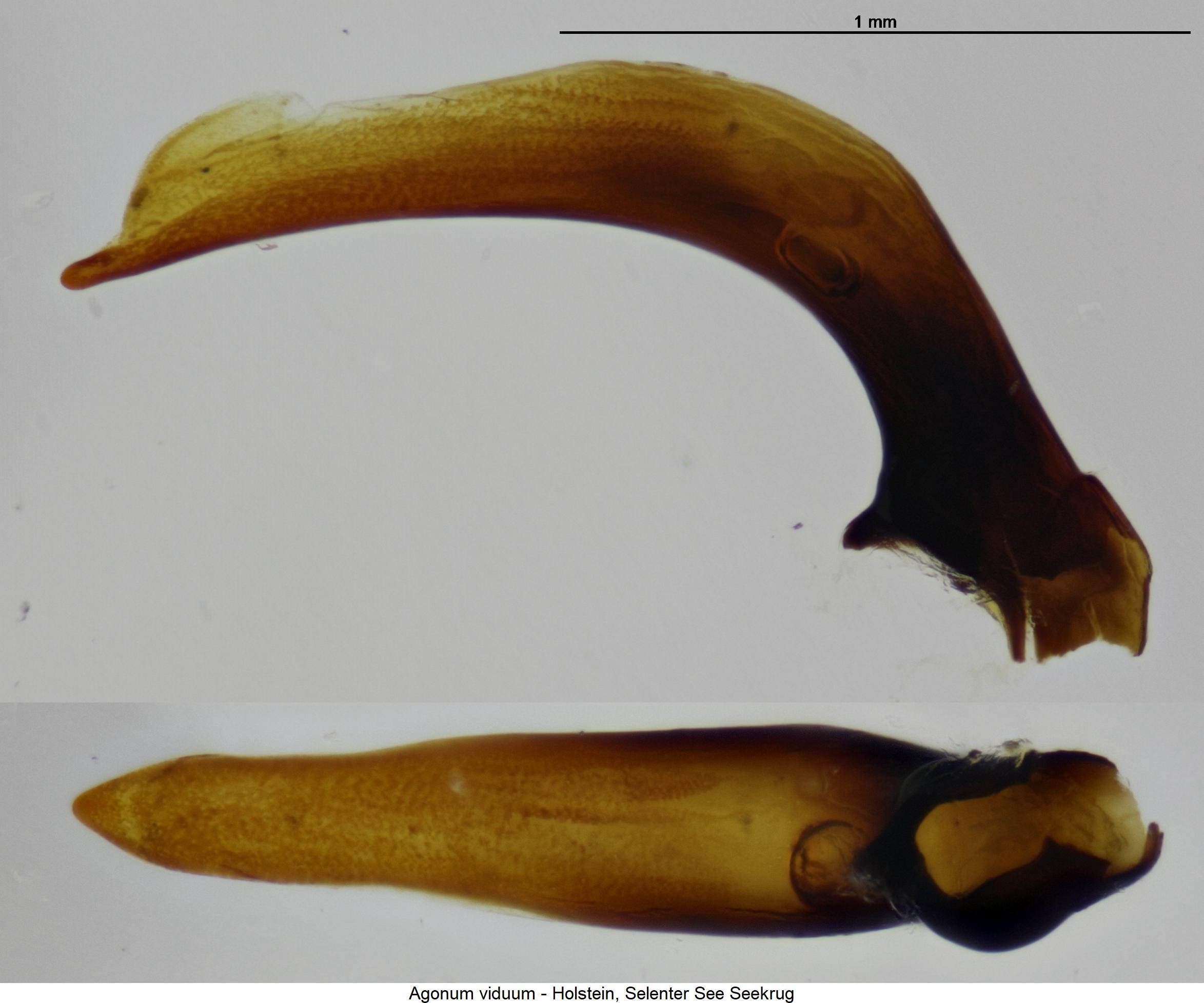 agonum_viduum2.jpg