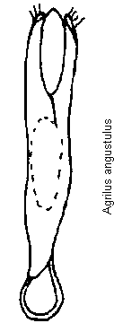 agrilus_angustulus.gif