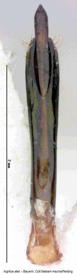 agrilus_ater.jpg