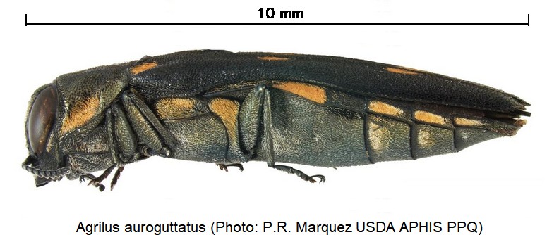 agrilus_auroguttatus_sa.jpg