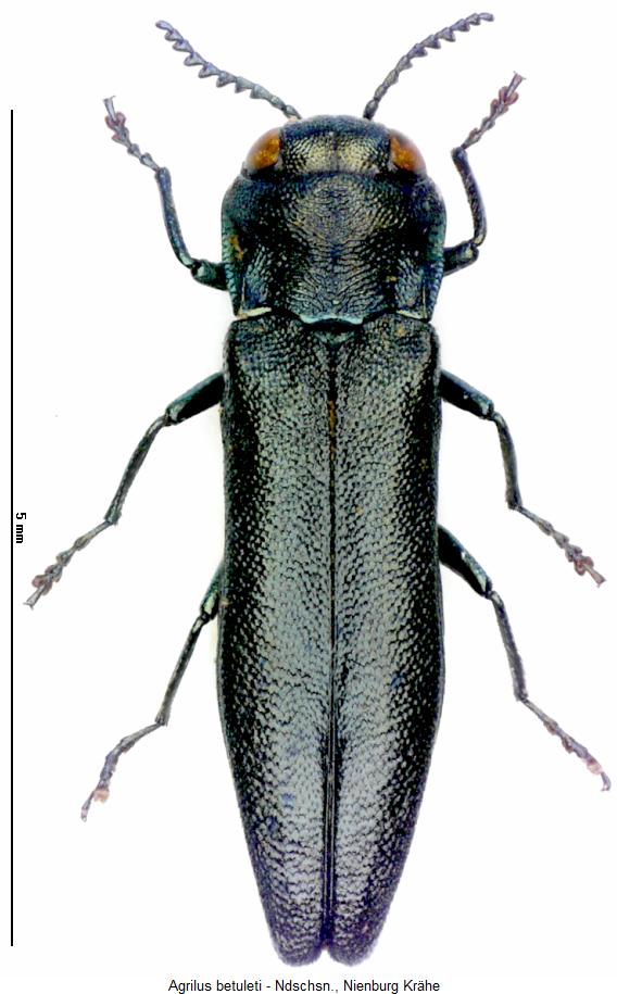agrilus_betuleti_hab.jpg