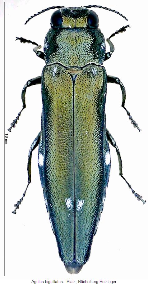 agrilus_biguttatus_hab2.jpg