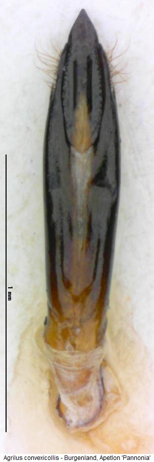 agrilus_convexicollis.jpg