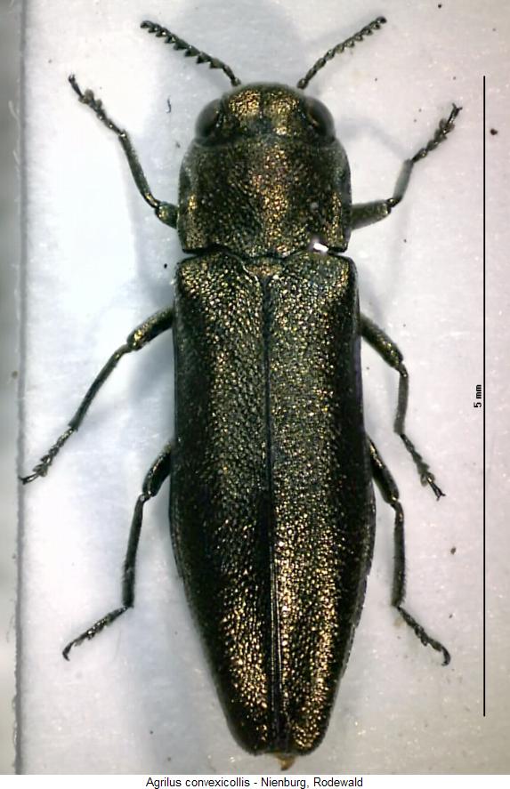 agrilus_convexicollis_hab.jpg