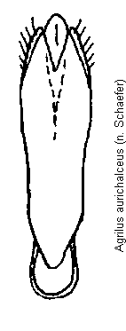 agrilus_cuprescens.gif