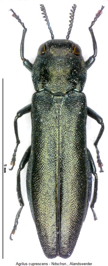 agrilus_cuprescens_hab.jpg
