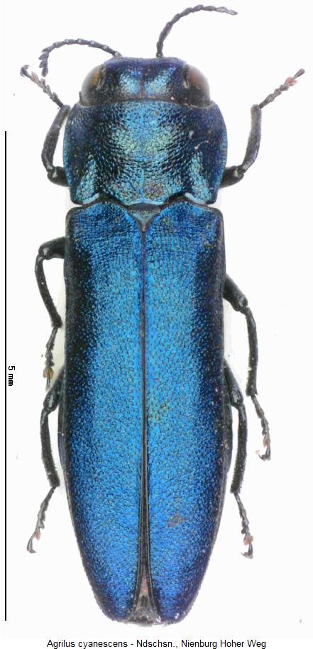 agrilus_cyanescens_hab.jpg