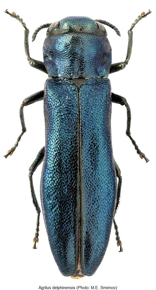 agrilus_delphinensis_hab.jpg