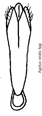 agrilus_fagi.gif