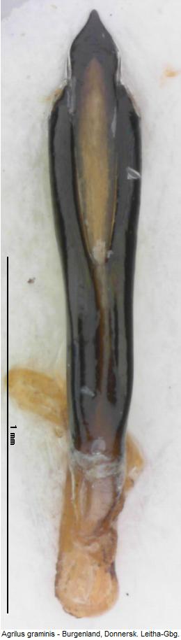agrilus_graminis.jpg