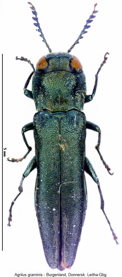agrilus_graminis_hab.jpg