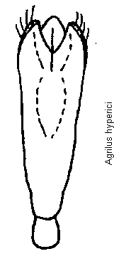 agrilus_hyperici.gif