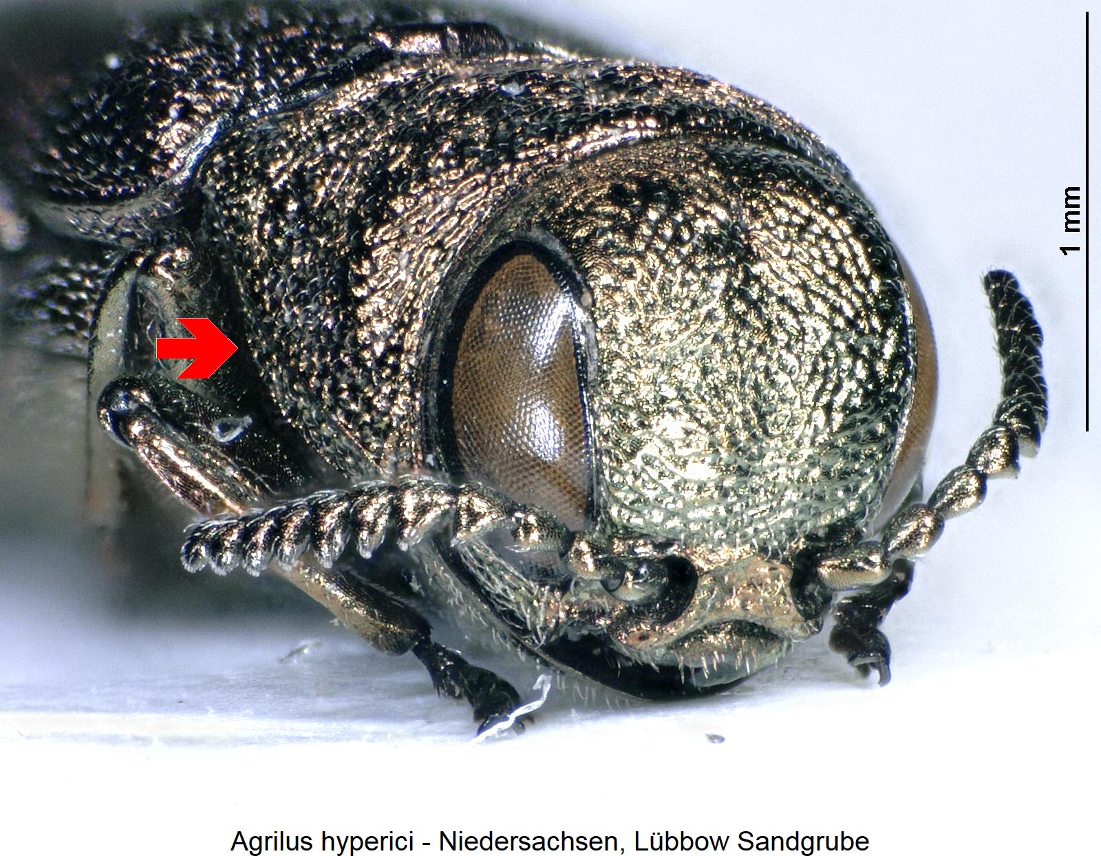 agrilus_hyperici_vk.jpg