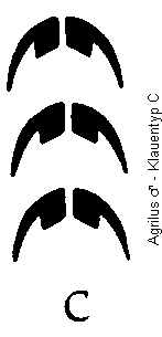 agrilus_klauentyp_c.gif